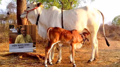 गोपालन मजबूरी नहीं स्वस्थ जीवन के लिए जरुरी है