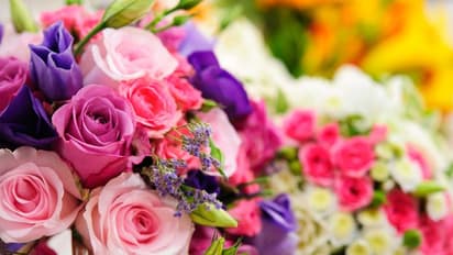 Valentine's Day: Here is what 12 colours of roses mean