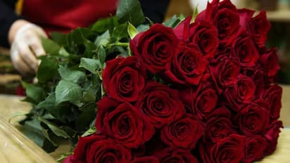 শুরু প্রেম দিবসের সাত কাহন, প্রথম পর্বে গোলাপ, জেনে নিন কাকে দেবেন কোন রোজ