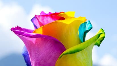 বন্ধুর মান ভাঙাতে চান, বা বন্ধুত্ব গাাঢ় করার ইচ্ছে, ফ্রেন্ডসিপ ডে-তে ঠিক কোন গোলাপটা বন্ধুকে দেবে জেনে নিন