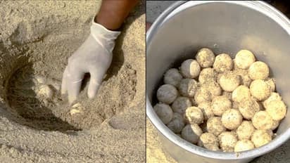 ಹೊನ್ನಾವರ ಬಳಿ ಕಡಲಾಮೆ ಮೊಟ್ಟೆ ಸಂರಕ್ಷಣೆಗೆ ಪುನರ್ವಸತಿ-ಸಂರಕ್ಷಣಾ ಕೇಂದ್ರ