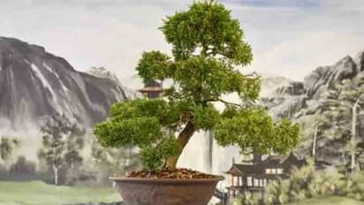 400 ఏళ్ల నాటి చెట్టు చోరీ: చేస్తే, చేశారు జాగ్రత్తగా పెంచమంటోన్న యజమానులు