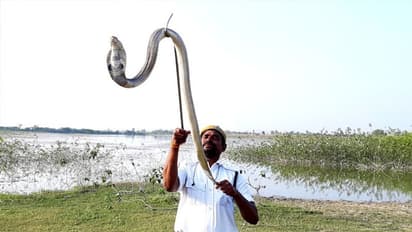 അഞ്ച് വര്‍ഷം കൊണ്ട് 1300 പാമ്പുകളെ രക്ഷിച്ച ഹോം ഗാര്‍ഡ്