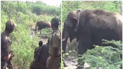 Villager killed by wild elephant in Chhattisgarh