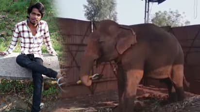 ಬಾಳೆಹಣ್ಣು ನೀಡಲು ಬಂದ ಯುವಕನ ತಲೆಯನ್ನೇ ಜಗಿದ ಆನೆ!