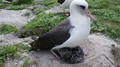 ലോകത്തിലെ ഏറ്റവും പ്രായം കൂടിയ കടല് പക്ഷി അമ്മയായി; വയസ്സ് 68