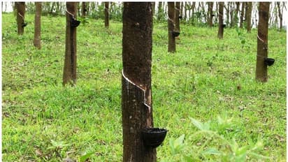 സർക്കാർ ഭൂമിയിൽ നിന്നും മരം മുറിക്കൽ ഇനി വേണ്ട; ഹാരിസൺ പ്ലാന്റേഷന് വിലക്ക്