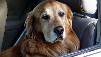 కుక్కకి డ్రైవింగ్ క్లాసులు... స్పీడ్ గా కారు నడుపుతూ...