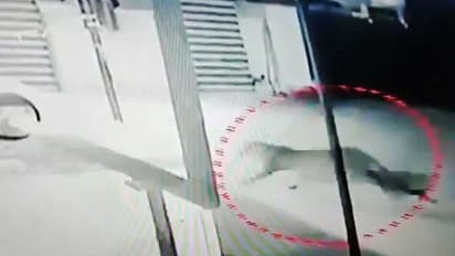 ಸಿಎಂ ನಿವಾಸದ ಬಳಿ ಚಿರತೆ: ಸಿಸಿಟಿವಿ ದೃಶ್ಯ ವೈರಲ್