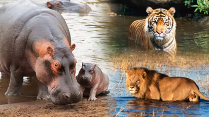 Karnataka: Water scarcity hits Bengaluru’s Bannerghatta Biological Park