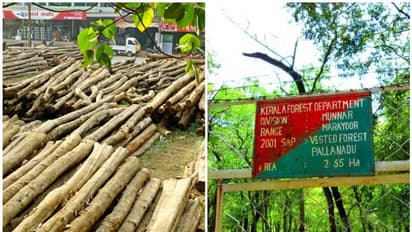 വനംവകുപ്പിനെ ഞെട്ടിച്ച് 'ഓപ്പറേഷൻ ബഗീര': തടിലേലത്തിലൂടെ ഉദ്യോഗസ്ഥരും ഇടനിലക്കാരും വെട്ടിച്ചത് ലക്ഷങ്ങൾ