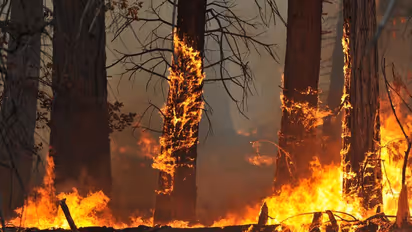 Bandipur forest fire: 2 shepherds held for setting tiger reserve ablaze