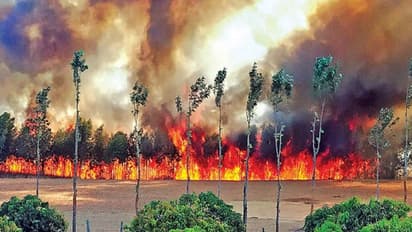 ಬಂಡೀಪುರದ 8650 ಎಕರೆ ಭಸ್ಮ: ಇಲ್ಲಿ ಈ ಪ್ರಮಾಣದ ಅರಣ್ಯ ಹಾನಿ ಇದೇ ಮೊದಲು!