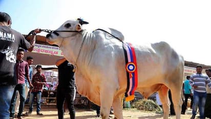 ಭಾರತದ ಏಕೈಕ ಸುಲ್ತಾನ ಈ ಹೋರಿ!