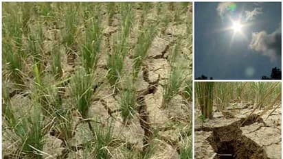 കരിഞ്ഞുണങ്ങി കുട്ടനാട്ടിലെ നെൽപ്പാടങ്ങൾ; കൃഷി ഉപേക്ഷിച്ച് കർഷകർ