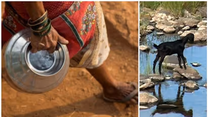 കടുത്ത ജലക്ഷാമം: ആടുകളെപ്പോലും പോറ്റാനാവാതെ അട്ടപ്പാടിവാസികൾ