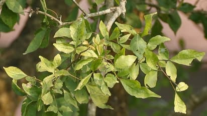 ಬಿಲ್ವಪತ್ರವೇಕೆ ಶಿವನಿಗೆ ಅಚ್ಚುಮೆಚ್ಚು?