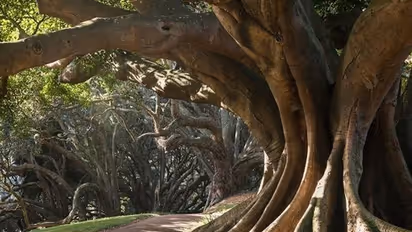 banyan tree
