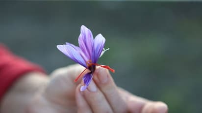 Is Kashmir's red gold fading? Know saffron's 2,500-year-old journey