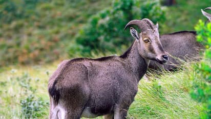 വരയാടുകളുടെ കണക്കെടുപ്പ് മെയ് 10 മുതല് 15 വരെ