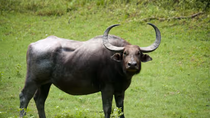 കാട്ടുപോത്തിനെ കൊന്ന് ഇറച്ചികടത്തി; വനം വകുപ്പ് കേസെടുത്ത് അന്വേഷണം ആരംഭിച്ചു 