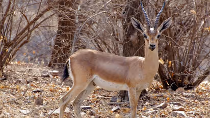 Bukkapatna Chinkara Wildlife Sanctuary in Tumakuru gets notified by Karnataka government