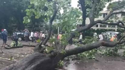 బైక్పై వెళ్తున్న కుర్రాళ్లపై కూలిన చెట్టు... యువకుడు దుర్మరణం