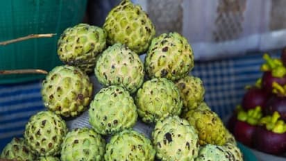 ಸೀತಾಫಲದ  ಹಣ್ಣು, ಎಲೆ, ತೊಗಟೆಯಲ್ಲಿದೆ ಔಷಧೀಯ ಗುಣ...