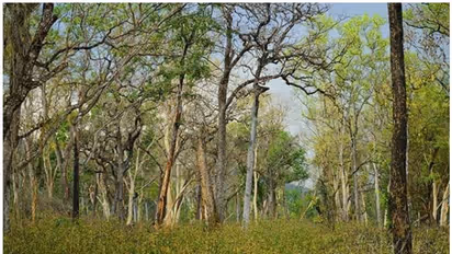 Officials order axing of 800 tress in Karnataka, Kumaraswamy directs team to abandon plan