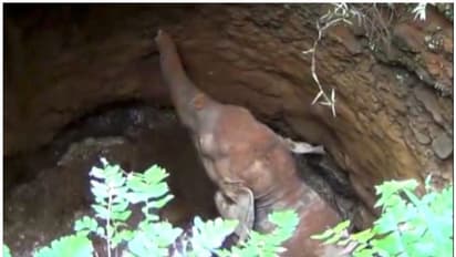 അടിതെറ്റിയ ആനക്കുട്ടി കിണറ്റിൽ വീണു; മണിക്കൂറുകൾ പാടുപെട്ട് നാട്ടുകാര് കരകയറ്റി