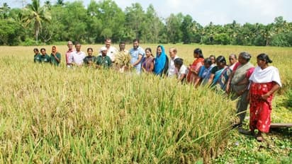 അതിജീവന കൃഷിയില് മണ്ണഞ്ചേരി ചിരട്ടക്കാട്ടുകരി പാടത്ത് വിളഞ്ഞത് പൊന്കതിര്
