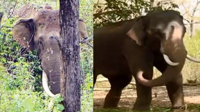 വടക്കനാട് കൊമ്പന്റെ ആരോഗ്യസ്ഥിതി മോശം; പിടികൂടാനുള്ള ശ്രമം വനംവകുപ്പ് താൽകാലികമായി നിർത്തിവെച്ചു