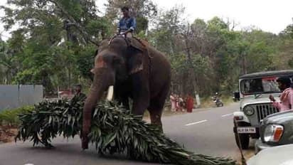 കൊടുംചൂട്; ആന എഴുന്നള്ളിപ്പിന് കര്ശന നിയന്ത്രണം