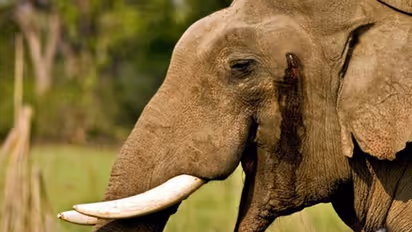 ഇനിയും ഒരുപാട് അറിയേണ്ടതുണ്ട് ആനയുടെ മദപ്പാടിനെക്കുറിച്ച്; 'മദംപൊട്ടലും' ചില തെറ്റിദ്ധാരണകളും