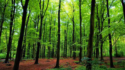 Project Vruksha: Tree census yet to start in Bengaluru due to BBMP apathy