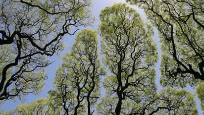 One lakh seed balls in just 3 hours: 600 Bengalureans come together for greener tomorrow