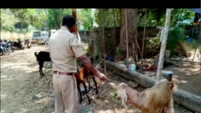 ജമ്നപ്യാരി ആടുകളെ മോഷ്ടിക്കുന്നയാള് തൃശൂരില് അറസ്റ്റില്