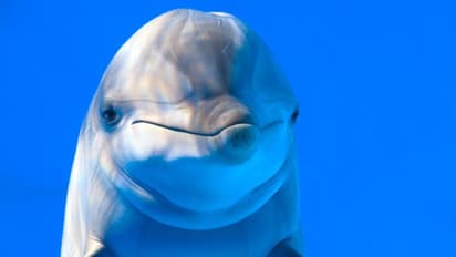 Inspired by PM Modi’s speech, Mangaluru to have dolphin conservation project soon