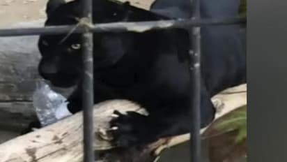 മൃഗശാലയുടെ കൂടിന് മുകളിൽ കയറി സെൽഫി; യുവതിയെ കരിമ്പുലി പിടിച്ചു- വീഡിയോ