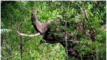 പനമരത്ത് വീണ്ടും കാട്ടാന ഇറങ്ങി; ആക്രമണത്തിൽ ആറ് വനംവകുപ്പ് ഉദ്യോഗസ്ഥര്ക്ക് പരിക്ക്