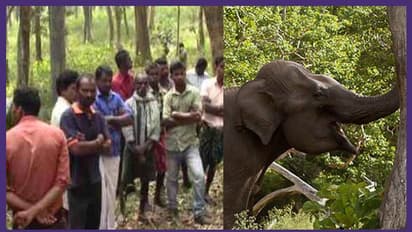 വയനാട്ടില് ജനവാസകേന്ദ്രത്തിൽ ഇറങ്ങിയ കാട്ടാനയെ തിരികെ കാട്ടിലേക്ക് കയറ്റി