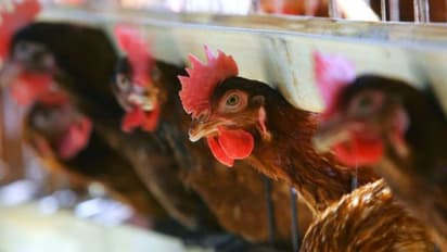 കൂട്ടില് കയറിപ്പറ്റിയ കുറുക്കനെ കൊത്തിക്കൊന്ന് കോഴികള്!