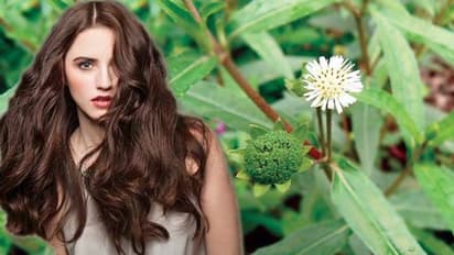 ಕೂದಲ ಆರೋಗ್ಯಕ್ಕೆ ಭೃಂಗರಾಜನೆಂಬ ಆಪ್ತ...