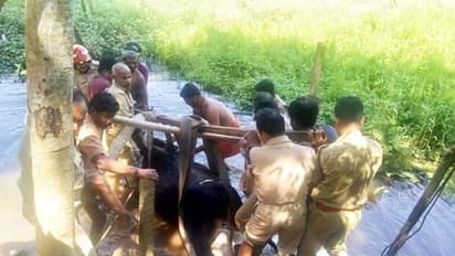 പുല്ല് തിന്നുന്നതിനിടയില് പശു ചെളിയില് താഴ്ന്നു; ഒടുവില് രക്ഷകരായെത്തിയത് ഫയര്ഫോഴ്സ്