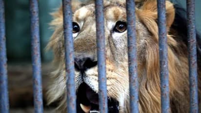 ദേശീയോദ്യാനത്തിൽ നിന്നും ഒളിച്ചോടിയ സിംഹത്തിന് ഒരു ദിവസം തടവ് ശിക്ഷ !