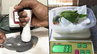 Bengaluru heat takes toll on birds: Here is experts’ advice for citizens, helpline numbers