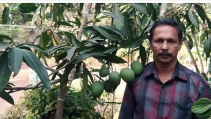 ഒരു മാവിൽ പത്ത് തരം മാമ്പഴം; അത്ഭുതമല്ലെന്ന് തെളിയിച്ച് ശിവരാജൻ