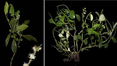 സസ്യശാസ്ത്ര ലോകത്തേക്ക് ഇടുക്കിയിൽനിന്നും രണ്ട് പുതിയ സസ്യങ്ങൾ കൂടി