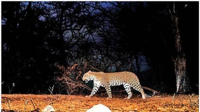 അസഹ്യമായ ചൂട്; ശബരിമലയിൽ വീണ്ടും പുലിയിറങ്ങി; ആരേയും ആക്രമിച്ചില്ല