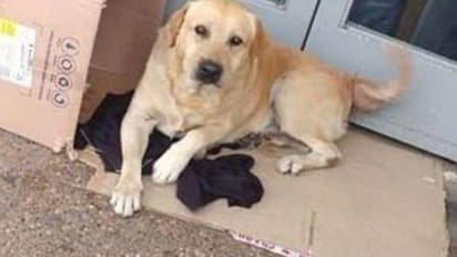 ഉടമ മരിച്ചതറിഞ്ഞില്ല; മടങ്ങി വരുമെന്ന് കരുതി നായ ആശുപത്രിയില് കാത്തുനിന്നത് ഒരാഴ്ച